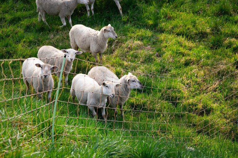 AVG-ökologische-Grünpflege-Tierische-Unterstützung-Grünflächen